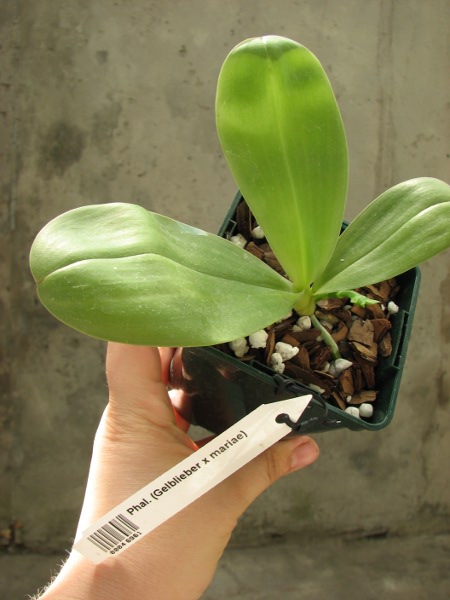Phalaenopsis (Gelblieber x mariae).JPG
