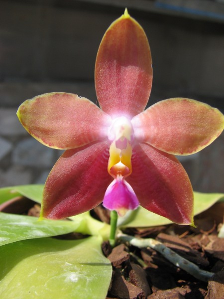 Phalaenopsis amboinensis x Phalaenopsis Penang Girl3.JPG