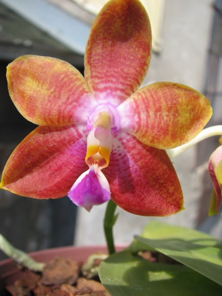 Phalaenopsis amboinensis x Phalaenopsis Penang Girl2.JPG