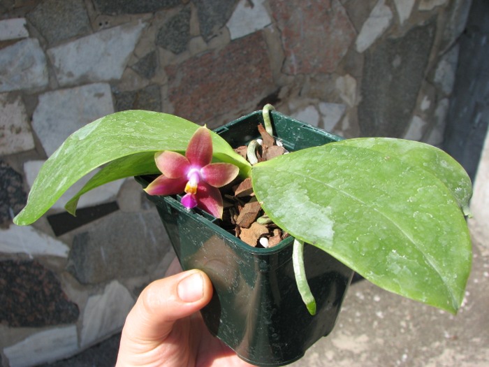 Phalaenopsis Penang Girl.jpg