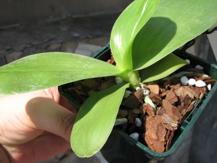 Phalaenopsis Grosbeak.JPG
