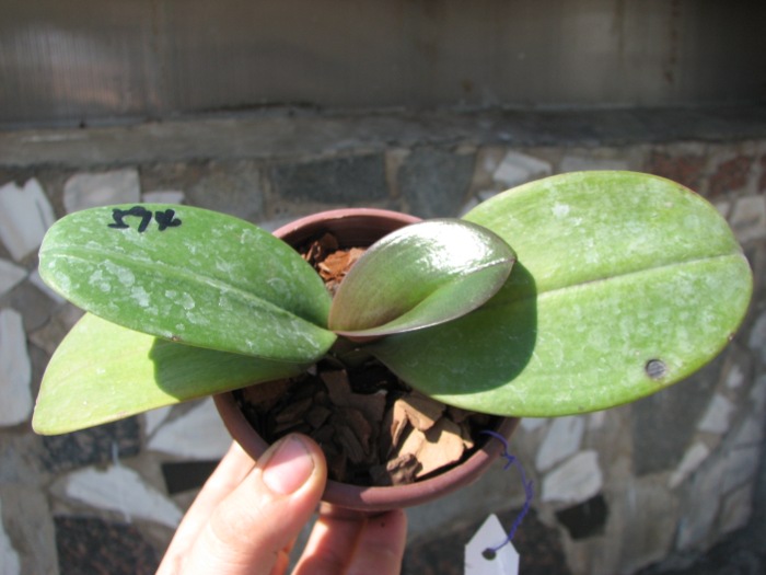 Phalaenopsis Sogo Cock 'ORCHIS'.JPG
