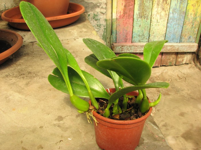 Bulbophyllum grandiflorum.JPG