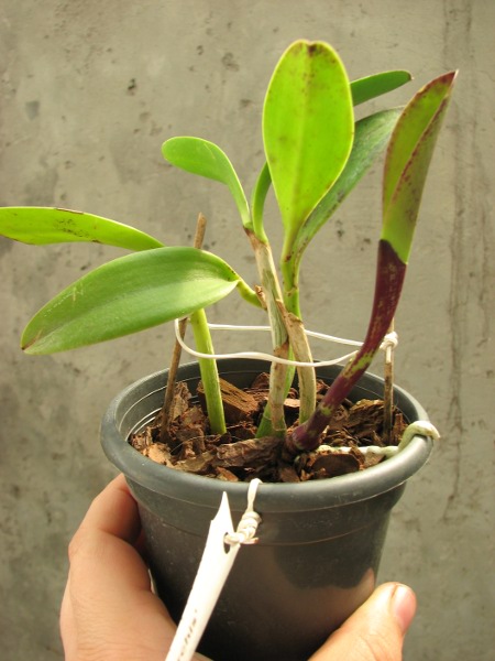 Cattleya Jungle Eyes 'ORCHIS'.JPG