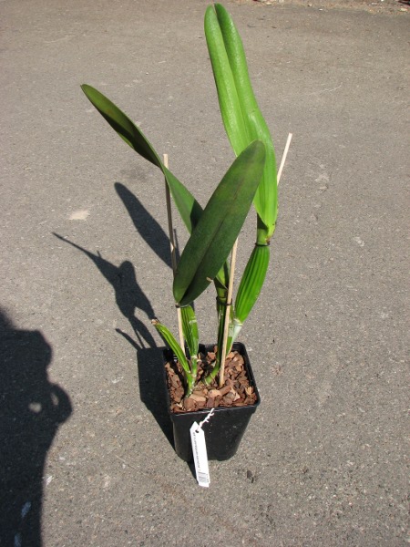 Laelia purpurata werkhauseri x sib.JPG