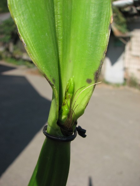 Laelia purpurata werkhauseri x sib2.JPG
