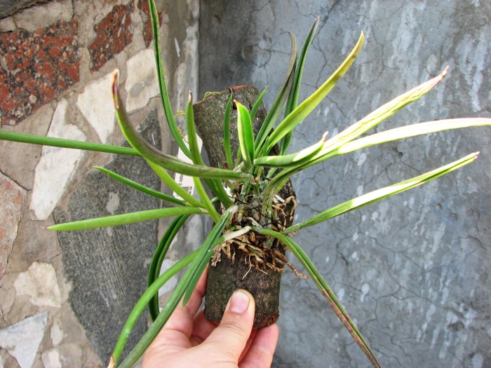 Brassavola nodosa.jpg