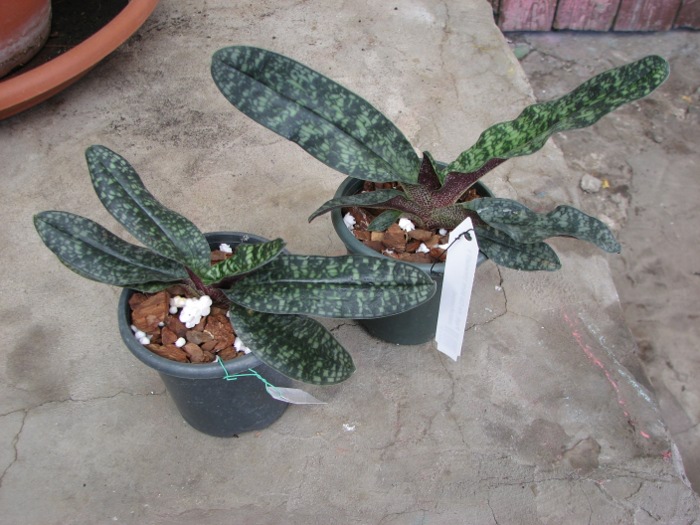 Paphiopedilum Ho Chi Minh (delenatii x vietnamense).jpg