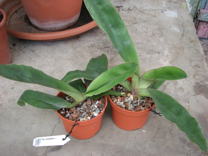 Paphiopedilum moquetteanum.JPG