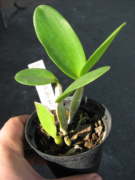 Cattlianthe White Bridal 'Yuki' (Cattleya Angelwalker x Cattlianthe Candy Tuft).JPG