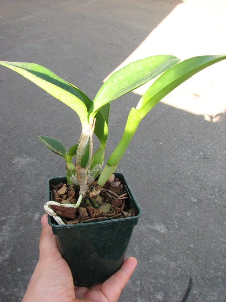 Cattlianthe White Bridal 'Yuki' (Cattleya Angelwalker x Cattlianthe Candy Tuft)2.JPG