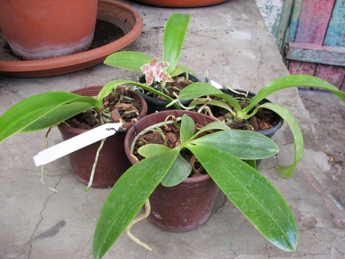 Phalaenopsis hieroglyphica1.JPG