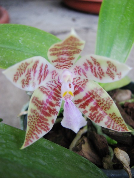 Phalaenopsis hieroglyphica.JPG