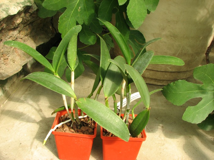 Cattleya Green Emerald 'Orchid Queen' (Cattleya Elizabeth Mahon x Cattleya Thospol Spot).JPG