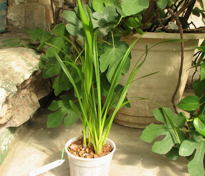 Cymbidium Seaside 'Saya'.JPG
