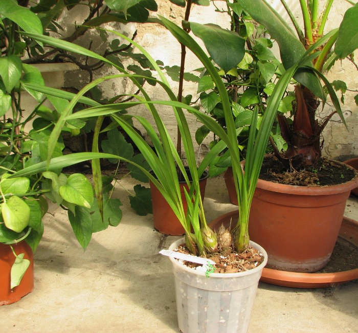 Cymbidium Caripepper 'Peachy Keen'.JPG