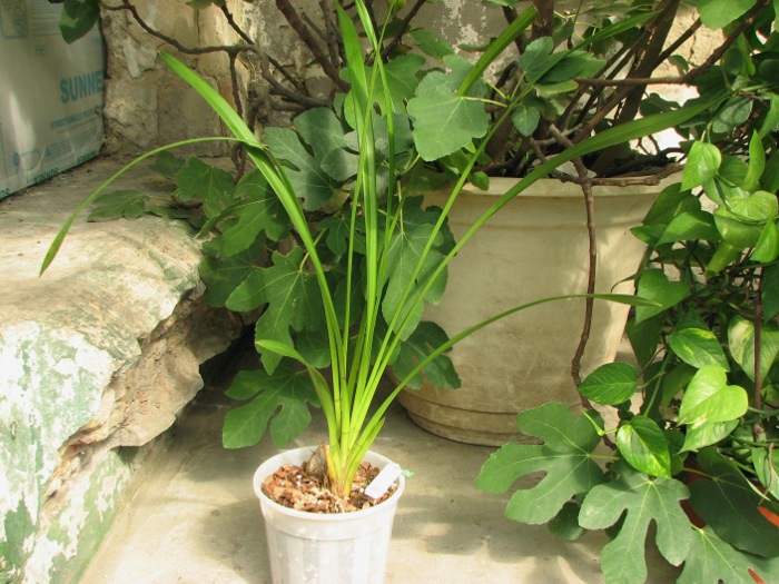 Cymbidium Hazel Fay 'Tangerine'.JPG