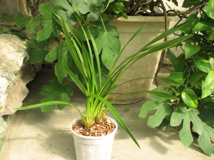 Cymbidium Pierette 'Milk Tea'.JPG