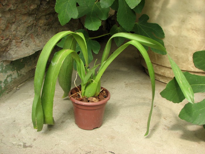 Odontonia Papageno 'Mi Amour'.JPG