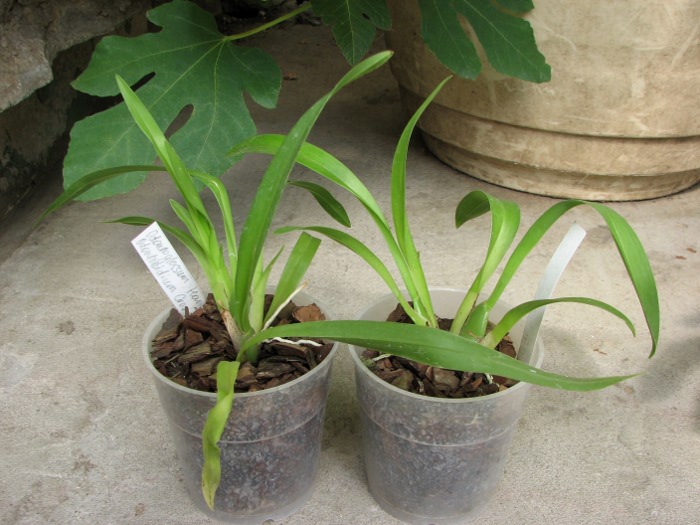 Odontoglossum Hans Koch x Odontocidium Tiger Crow 'Golden Gate'.JPG