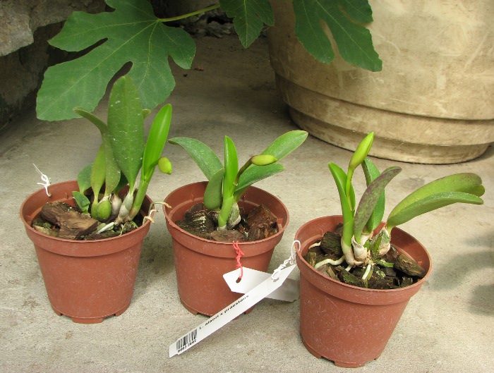 Laelia alaori x praestans.JPG