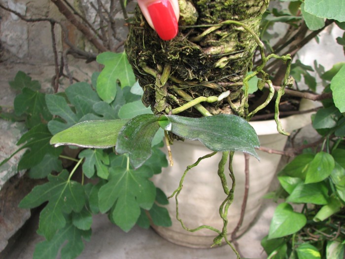 Aerangis biloba.JPG