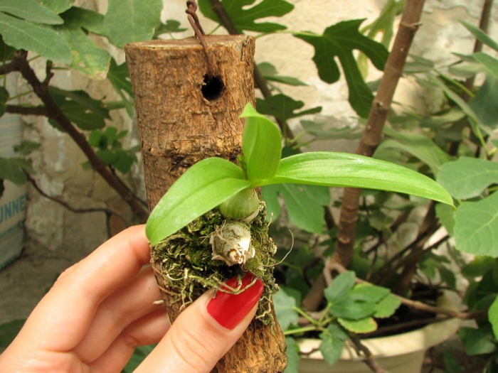 Dendrobium peguanum.JPG