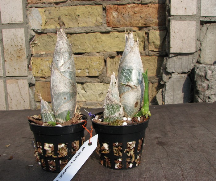 Catasetum (pileatum x expansum Dark).JPG