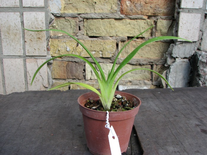 Phragmipedium schlimii.JPG