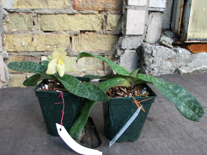 Paphiopedilum concolor.JPG