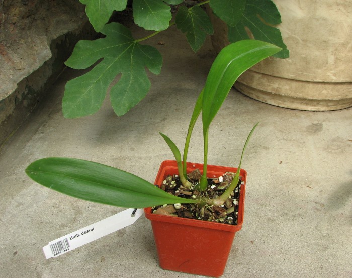 Bulbophyllum dearei.JPG