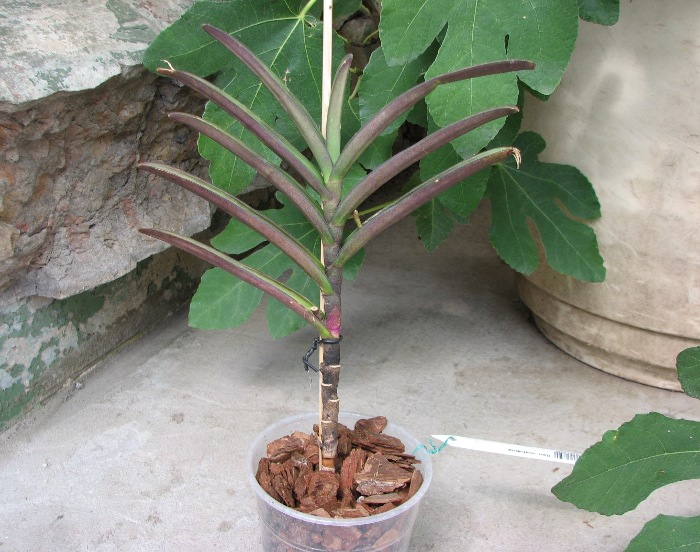 Renanthera matutina.JPG