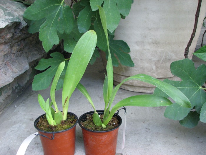 Odontoglossum harryanum.JPG