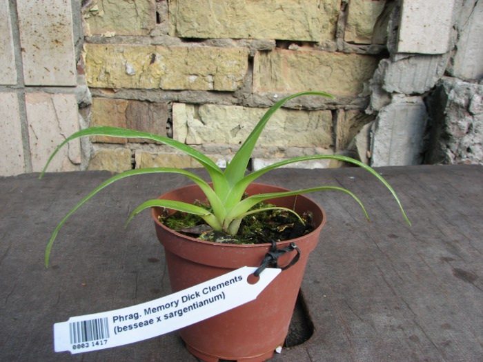 Phragmipedium Memory Dick Clements (besseae x sargentianum).JPG