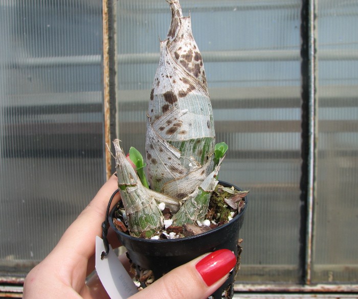 Catasetum pileatum hybrid.JPG