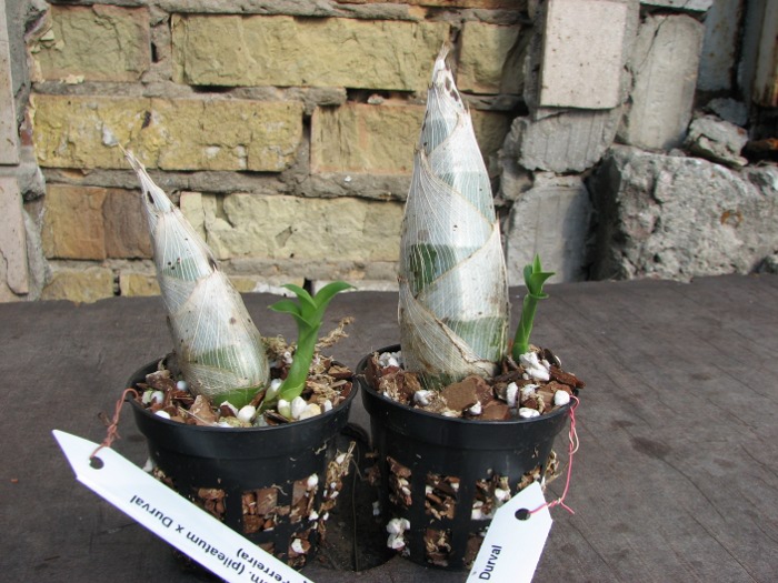 Catasetum (pileatum x Durval Ferreira).JPG