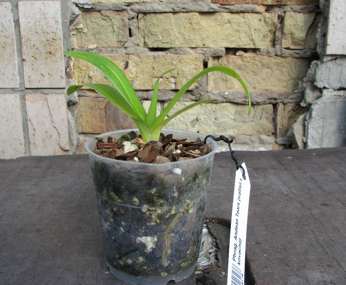Phragmipedium Andean Tears (wallisii x kovachii).JPG