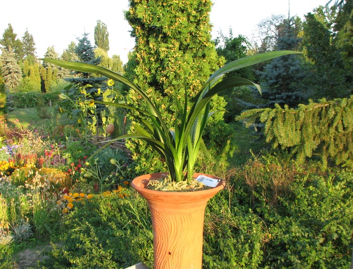 Cymbidium sinense.JPG
