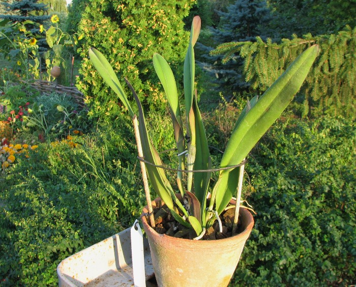 Cattleya lawrenceana.JPG
