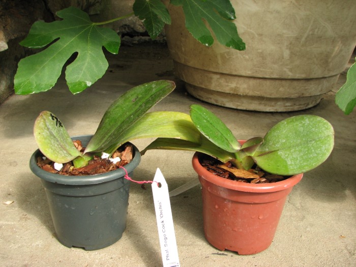 Phalaenopsis Sogo Cock 'ORCHIS'.JPG