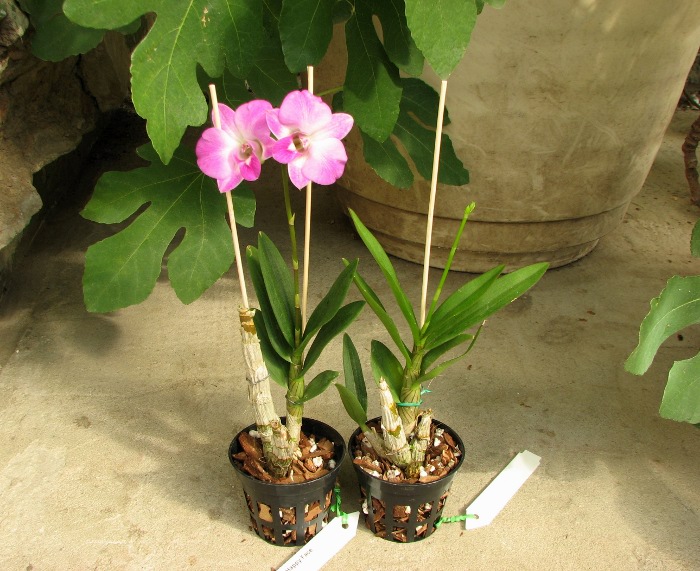 Dendrobium Happy Face.JPG