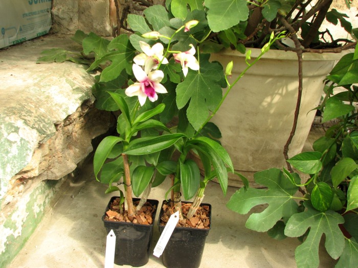 Dendrobium Rainbow Fantasy.JPG