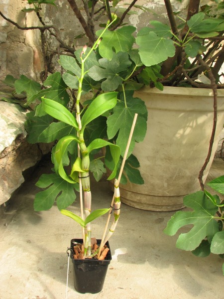 Dendrobium Red - Black.JPG