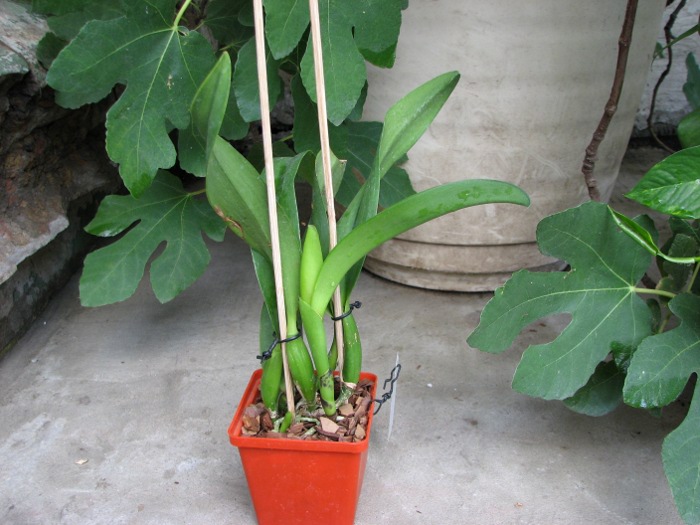 Cattlianthe Sunrise Doll 'AV' (Cattlianthe Seagulls Torch Song x Cattleya Morning Glow).JPG