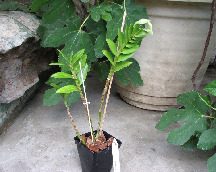 Dendrobium dearei.JPG