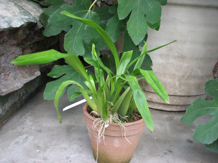 Miltonia clowesii.JPG