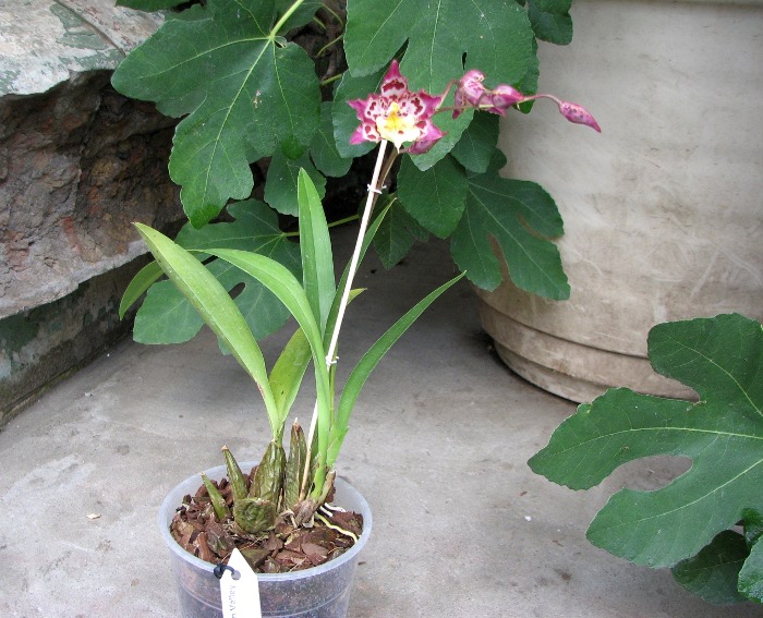 Zelglossoda Calico Gem 'Green Valley #1'.JPG