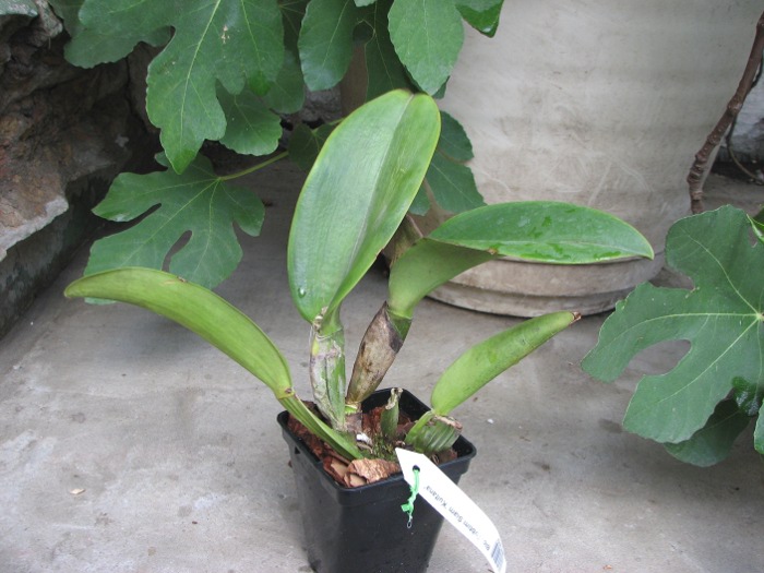 Brassolaeliocattleya Tubtim Siam 'Kultana'.JPG