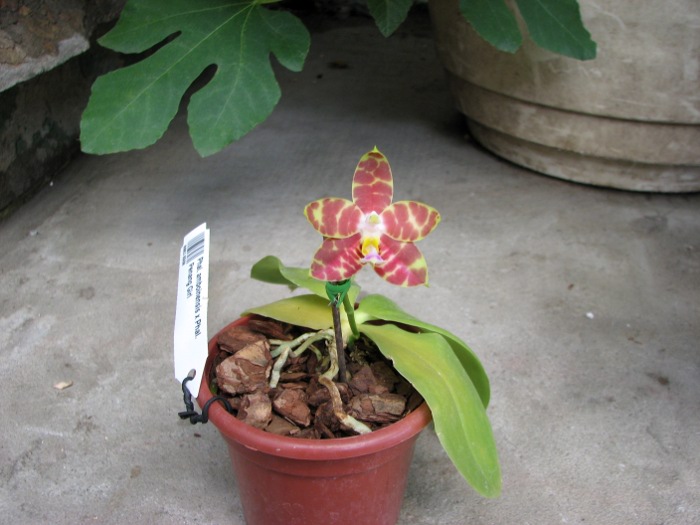 Phalaenopsis amboinensis x Phalaenopsis Penang Girl.JPG