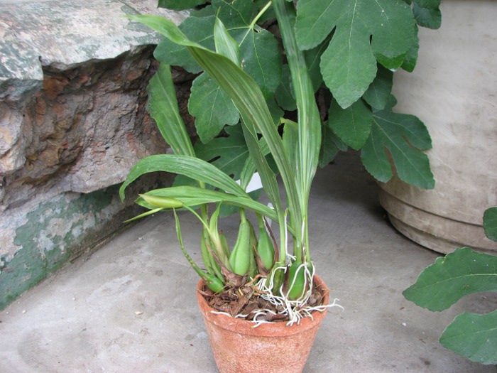 Coelogyne speciosa.JPG